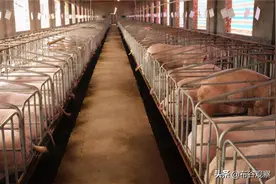 雏鹰农牧负债破产，200万头猪被饿死图片