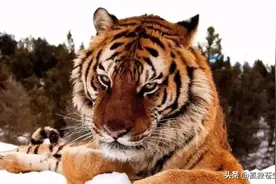十大猛兽战斗力超群图片