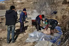 实拍西北甘肃农村杀过年猪全过程，十多年没见过这样的场景了图片