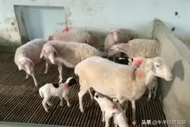 怀孕母羊的全程科学饲养管理图片