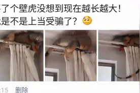 “买了个壁虎，没想到越长越大！”这是变异了吗？图片