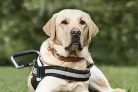 简述犬的冠状病毒病图片