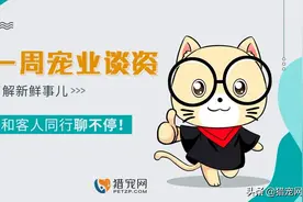 深圳犬只免费注射芯片，浙江一女士将柯基送进了派出所图片