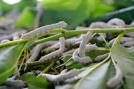 做染料，做饲料，还能当宠物……虫子简直无所不能图片