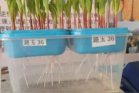 如何才能选到高产玉米品种？图片