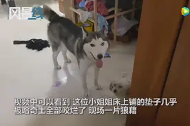 大型拆家现场！哈士奇咬烂床垫主人崩溃嘶吼图片