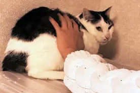 流浪猫被打到口眼歪斜，拒绝相信人类，女孩花一年时间改变它图片