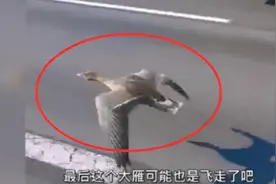 大雁落难辽宁，精疲力尽在高速上贴地飞行，是掉队了吗？图片