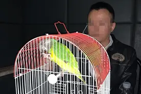 二手交易网站买只“鸟”？实为国家二级保护动物图片