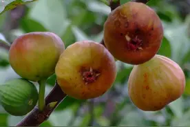 无花果浑身都是宝，不仅果子好吃，叶子也有用，别再傻傻的丢掉了图片