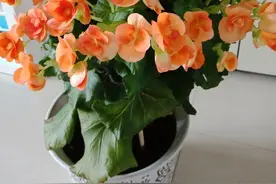 6种花，最怕热，30度就黄叶，再乱浇水，容易“烂根”图片