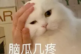 表情包：要不你来讲？图片