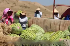 “戈壁西瓜”危害有多大？年营收25亿元的硒砂瓜，为何被局部禁种图片