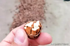 一颗就要3块钱的碧根果！知道是怎么种出来的吗？带你看看“中国碧根果皇后”的果园图片
