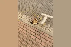 物竞天择适者生存图片