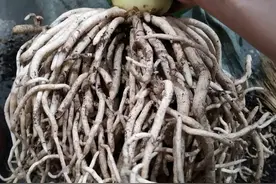 这6种小药片都能养花，消毒杀菌促生根样样行，过期了也能用图片