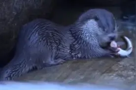 真香！四川唐家河拍到欧亚水獭进食珍贵画面图片