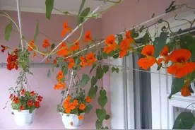 秋季旱金莲播种攻略，种好后可开花大半年，不过它的缺点也很明显图片