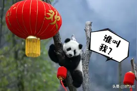 峨眉山上找“大熊猫”？没错！它被称为“植物界的大熊猫”图片