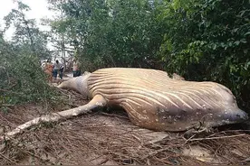 2019年，一头座头鲸出现在亚马逊雨林中，生物学家百思不得其解图片