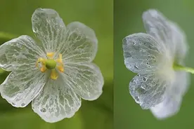 别错过这款“水晶花”，花瓣遇水变透明，单季绽放“可遇不可求”图片