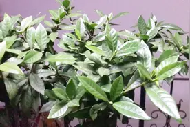 栀子花冬天养殖技巧，想要安全过冬，这几个点一定要注意视频封面