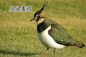 中国统计鸻科一共24种，分享大家欣赏识别辨认图片
