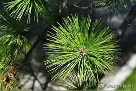 教你巧用松针喂鸡，可以提升肉质，提高产蛋率，加大存活率图片