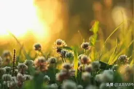 有一种小概率的流行病，叫做“混账逻辑”图片