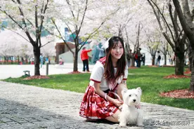 上海徐汇滨江樱花林进入最后观赏季 140株樱花树如梦如幻图片