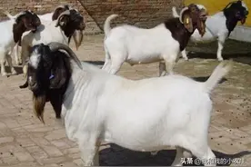 传了多年的“猪五羊六”原来另有所指，猪羊繁育到底多久呢？图片
