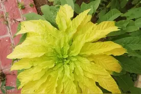 你负责貌美如花，我负责糊口养家（雁来红VS苋菜）图片