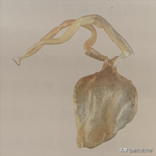 黄花皎北海花胶 2026年北海黄花胶的功效与作用