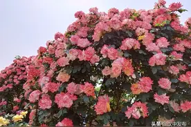 汉中这条“月季大道”美炸了！你打卡了吗？图片