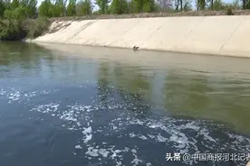 赵县洨河水一半黑一半绿，村民怀疑和污水处理厂有关，相关部门回应图片