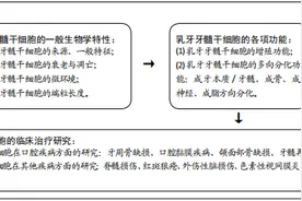 人乳牙牙髓干细胞的研究热点及应用潜能图片