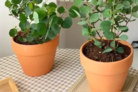 10种小众花，今年最流行，养1盆仙气十足！图片