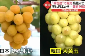 韩国果农“偷”日本葡萄被捉，辩解称：日本之前也偷了不少东西图片