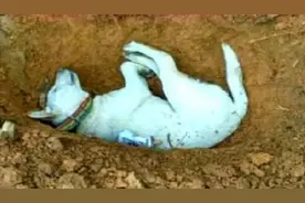 狗狗死后为何不能埋？并非迷信，原来是有一定科学道理的！图片