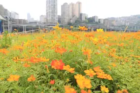 快看！江北已被金色花海“攻陷”图片