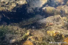 「美食美味」 鳜鱼散记图片