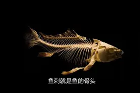 吃鱼的万恶之源——肌间刺，来自硬骨鱼的报复图片