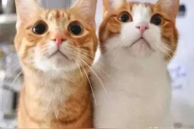 情侣分手后，两只橘猫被丢弃在出租房，等被发现时猫已回到喵星球图片