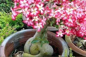 沙漠玫瑰不难养，掌握几个小技巧，长得粗壮、花开满树图片