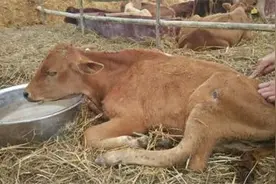 难怪你养的牛经常生病，做好以下方面，牛不仅健康还能赚大钱图片