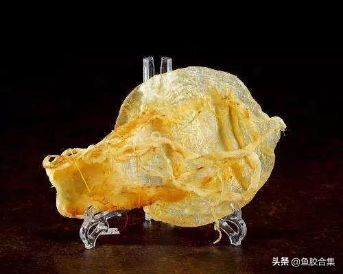 墨西哥金钱鳘鱼胶图片 2026年墨西哥鱼胶好不好