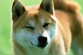 日本有柴犬，美国有可卡，法国有斗牛犬，老外：你们中国有什么？图片