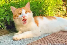 小区唯一一只流浪猫，业主扬言把它“安乐死”，女孩的回复真霸气图片