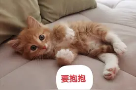 行走的表情包，登登猫系列1，拿走不谢图片