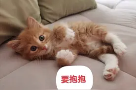 行走的表情包，登登猫系列1，拿走不谢图片